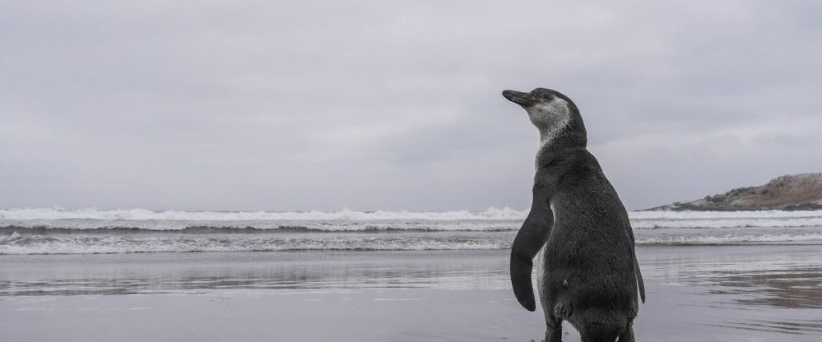 Triste noticia para la fauna chilena: pingüino de Humboldt fue declarado en peligro
