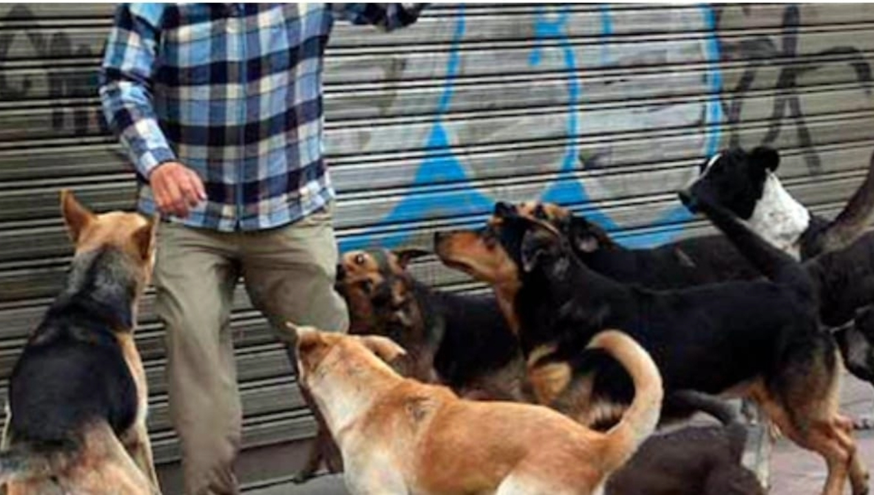 /antofagasta/mas-de-cuatro-mil-mordeduras-caninas-se-han-registrado-en-la-region-de