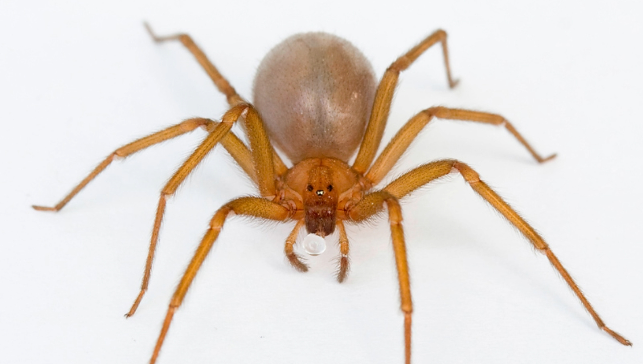 /arana-de-rincon-como-actuar-y-prevenir-sus-peligrosas-mordeduras